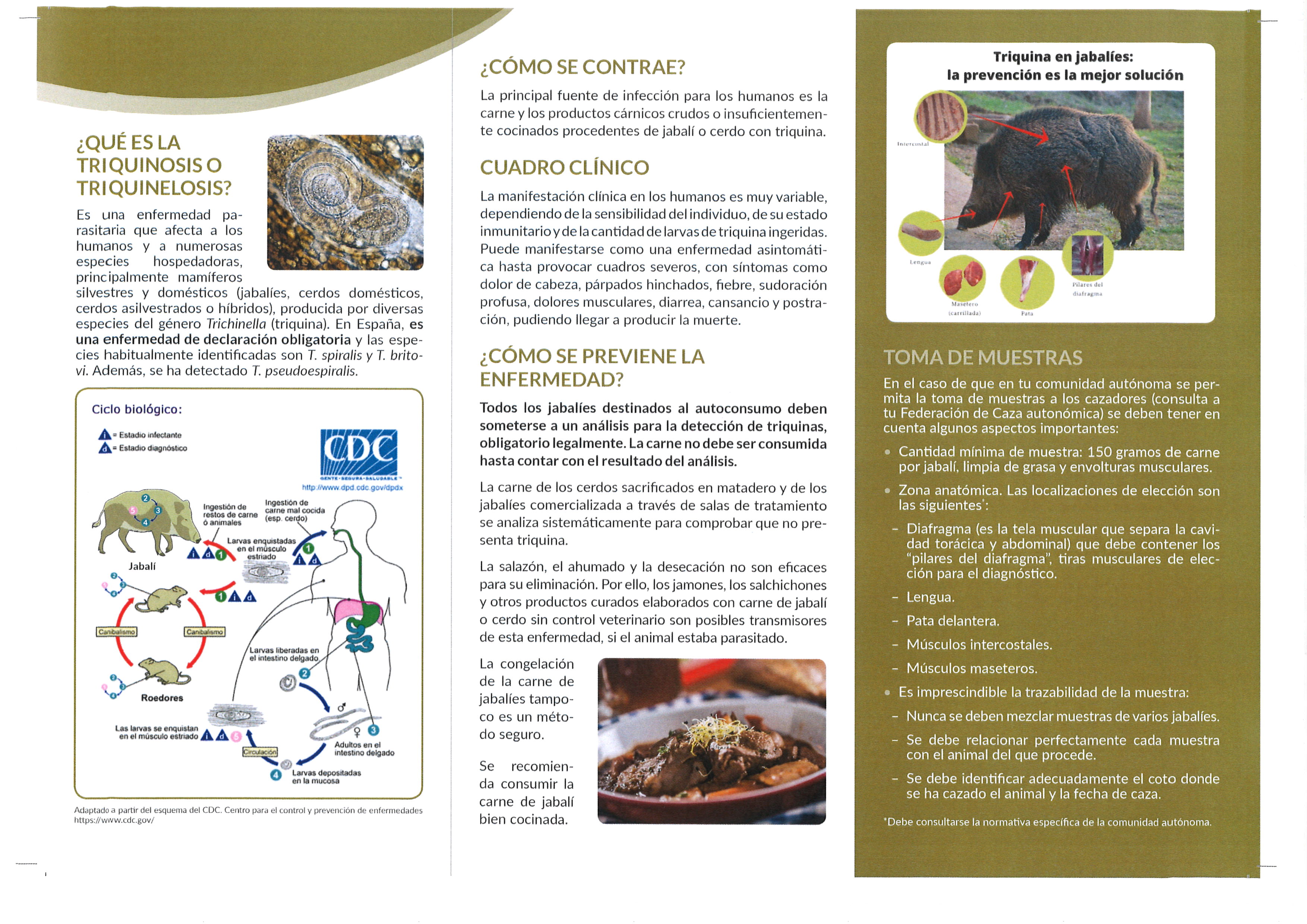 TRIPTICO 2 de 2