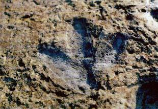 Huella Iguanodón